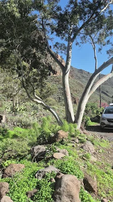 Taller Guayadeque Miguel Bisquert - 2